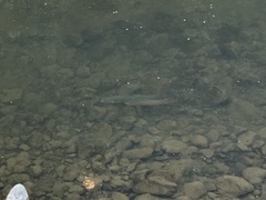 Salmo trutta
