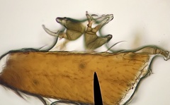 Laboulbenia microveliae