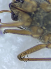 Laboulbenia microveliae