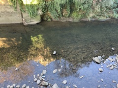 Salmo trutta