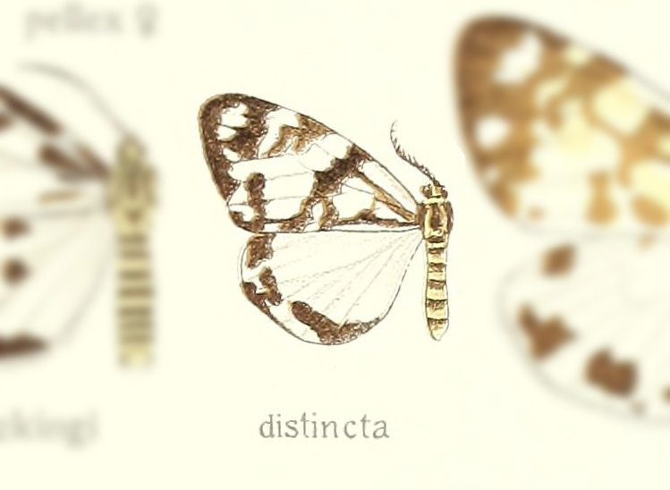 Nyctemera distincta