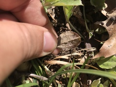 Antennaria solitaria
