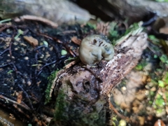 Psilocybe weraroa