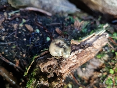 Psilocybe weraroa