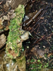 Psilocybe weraroa