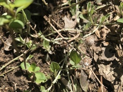 Antennaria solitaria