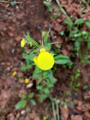 Calceolaria tripartita
