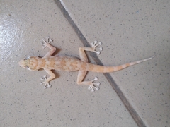 Ptyodactylus
