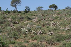 Aloe striata
