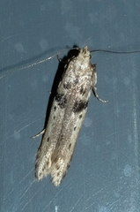 Aristotelia paradesma