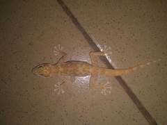 Ptyodactylus