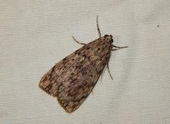 Sommeria meridionalis
