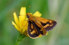 Taractrocera papyria agraulia