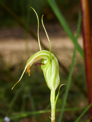 Pterostylis decurva
