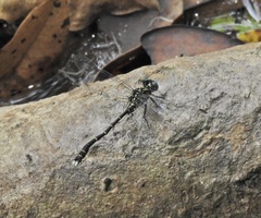 Hemigomphus theischingeri