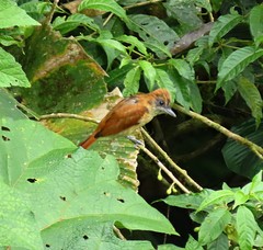 Pachyramphus