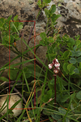 Luzula multiflora sibirica
