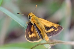 Taractrocera papyria agraulia