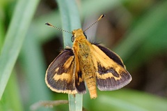 Taractrocera papyria agraulia