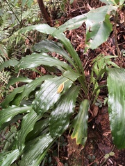Calanthe arisanensis