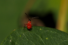 Oxycarenus