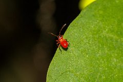 Oxycarenus