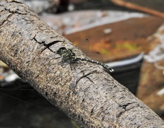 Hemigomphus theischingeri