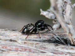 Heliophanus chovdensis