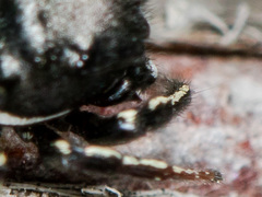 Heliophanus chovdensis