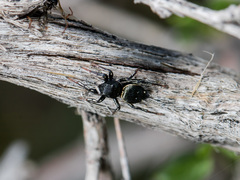 Heliophanus chovdensis