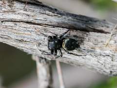 Heliophanus chovdensis