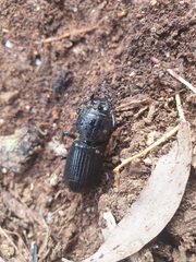 Aulacocyclus edentulus