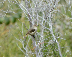 Acanthiza inornata