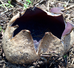 Sarcosphaera coronaria