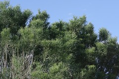 Euphorbia tirucalli
