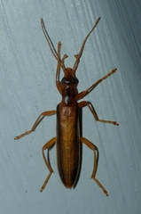 Thelyphassa lineata