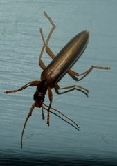 Thelyphassa lineata