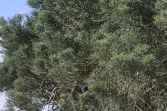 Euphorbia tirucalli