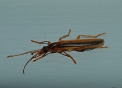 Thelyphassa lineata