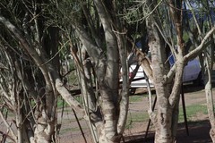Euphorbia tirucalli