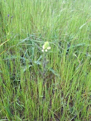 Castilleja rubicundula lithospermoides