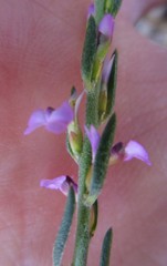 Muraltia knysnaensis