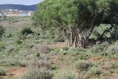 Euphorbia tirucalli
