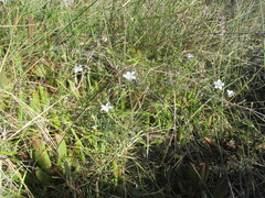 Prismatocarpus campanuloides