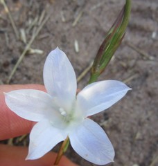 Prismatocarpus campanuloides