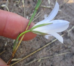 Prismatocarpus campanuloides