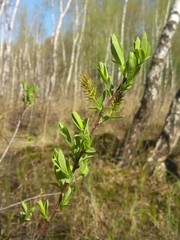 Salix myrtilloides