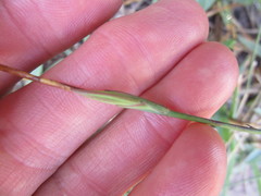 Prismatocarpus campanuloides