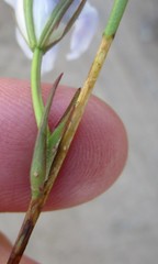 Prismatocarpus campanuloides