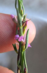 Muraltia knysnaensis